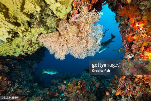 looking out from colourful underwater cave, komodo national park, indonesia - bluefin trevally stock pictures, royalty-free photos & images