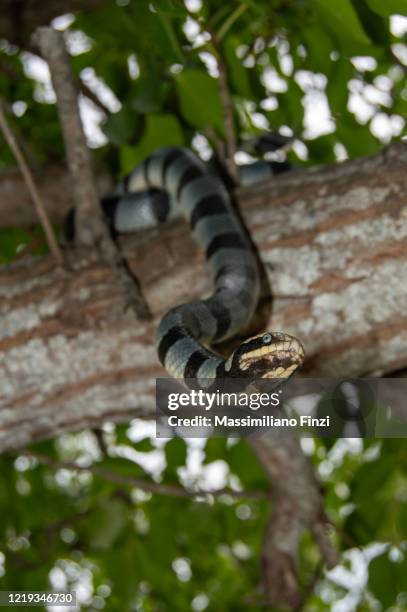banded sea snake on a branch tree - serpente di mare a bande foto e immagini stock