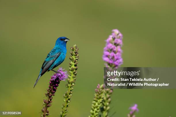 indigo bunting adult male on flowers, blazing star - indigo bunting stock pictures, royalty-free photos & images