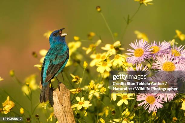 indigo bunting adult male singing on perch with flowers - zangvogels stockfoto's en -beelden