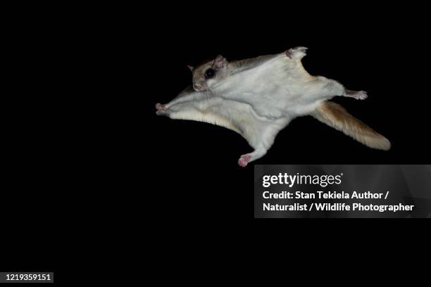 southern flying squirrel gliding at night in dark - flygekorre bildbanksfoton och bilder