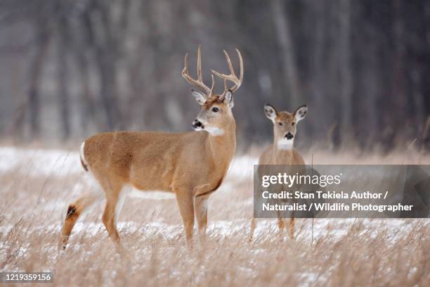 white-tailed deer buck and doe in snowy field - witstaarthert stockfoto's en -beelden