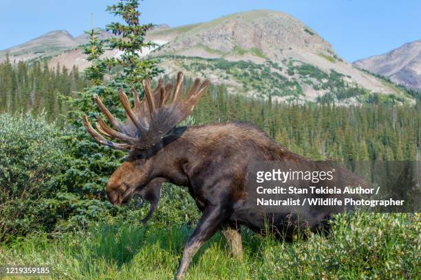bull moose with velvet antlers, mountains - canada moose stock pictures, royalty-free photos & images