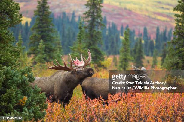 bull moose with bloody antlers, fall color tundra - canada moose stock pictures, royalty-free photos & images