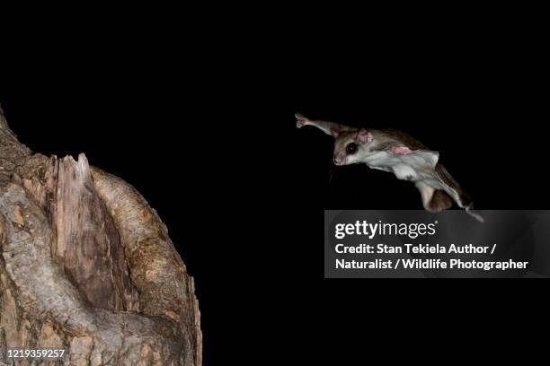 southern flying squirrel at night near natural cavity, gliding, flying - flying squirrel stock pictures, royalty-free photos & images