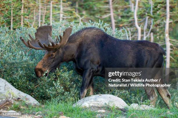 bull moose in velvet antlers - canada moose stock pictures, royalty-free photos & images