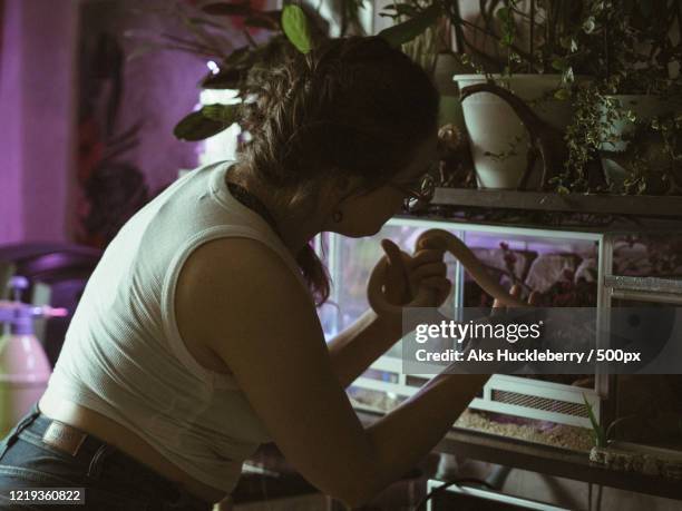 young woman playing with her pet snake - terrarium stock pictures, royalty-free photos & images