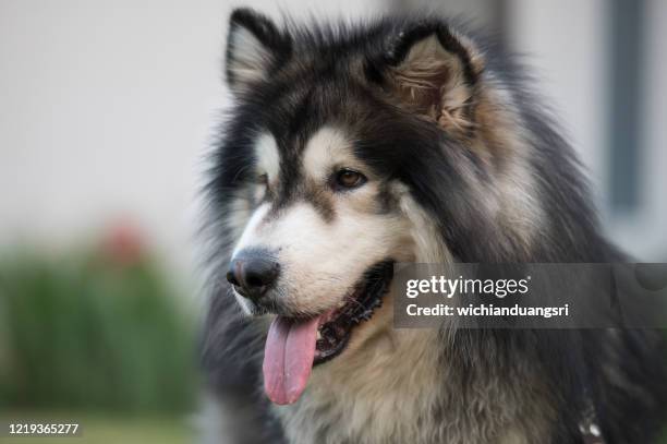 alaskan malamute dogs in khao kho district, thailand - malamute stock pictures, royalty-free photos & images