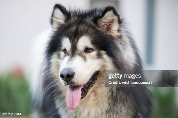 alaskan malamute dogs in khao kho district, thailand - alaskische cultuur stockfoto's en -beelden