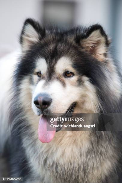 alaskan malamute dogs in khao kho district, thailand - malamute stock-fotos und bilder