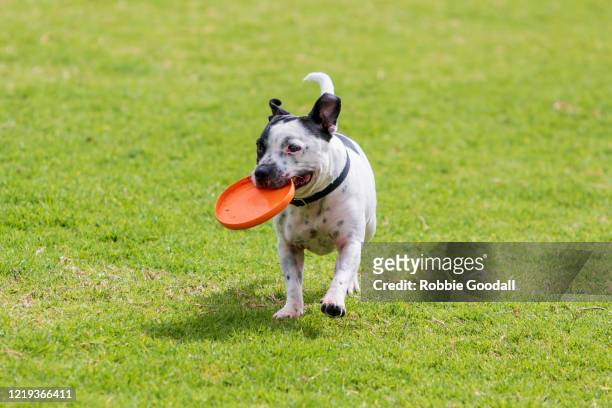 bull terrier dog fetching an orange frisbee at the dog park - dog park stock pictures, royalty-free photos & images