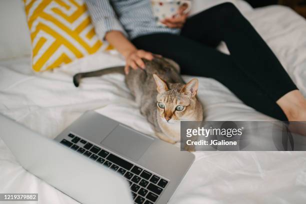 Pet cat relaxing on the bed watching TV with its owner
