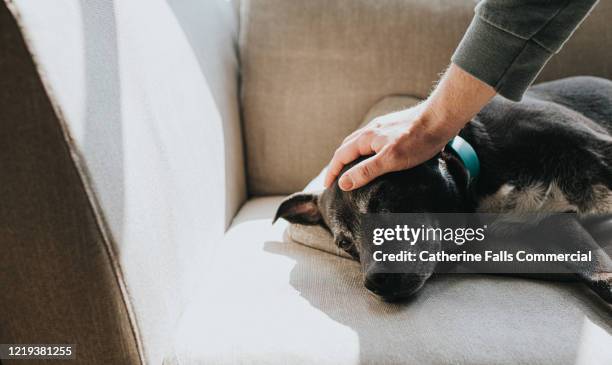 petting old dog - pet equipment stock pictures, royalty-free photos & images