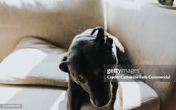 dog shaking - dandruff stock pictures, royalty-free photos & images