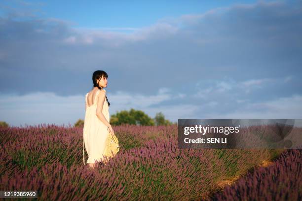 young asian woman in white dress walking in lavender field around valensole, provence, france - malermodell stock-fotos und bilder