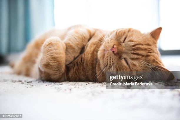 ginger cat - vet with kitten stockfoto's en -beelden