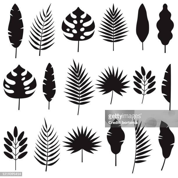 tropical leaf silhouettes set - tropical climate stock illustrations