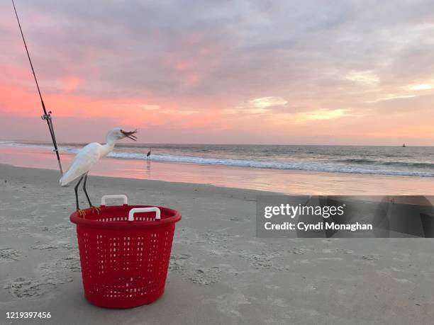 snowy egret eating a fish from a red fishing bucket - rob heron stock pictures, royalty-free photos & images