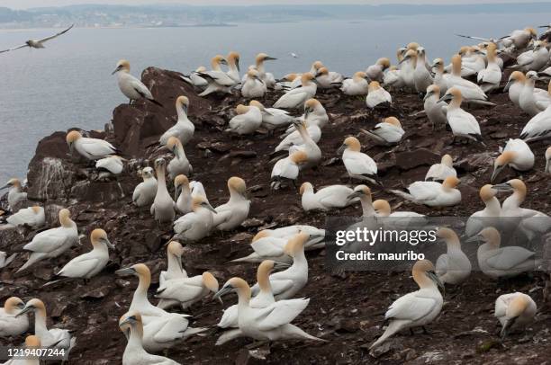 colony of northern gannet (morus bassanus) - gannet stock pictures, royalty-free photos & images