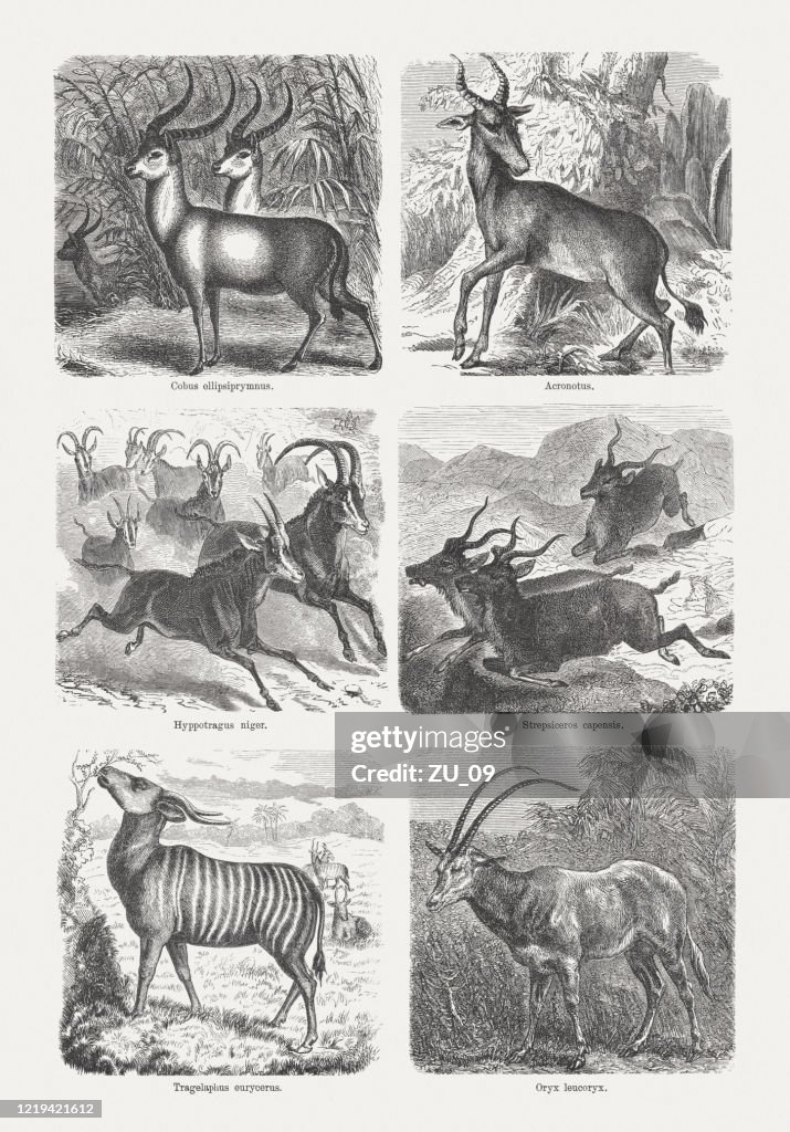 Antelopes, wood engravings, published in 1893