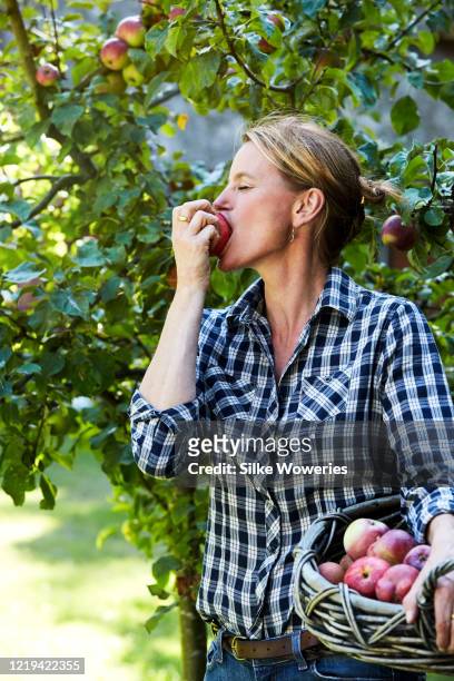 portrait of a handsome content middle-aged woman working in her garden eating an apple from an apple tree - picking harvesting stock-fotos und bilder