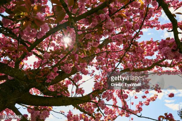 low angle view of a tree in full bloom in spring, against a blue sky with the sun flaring in through the flowers - tree under blue sky stockfoto's en -beelden