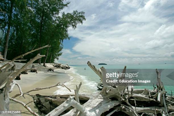 Deserted beach driftwood clear water Ko Adang island Thailand.