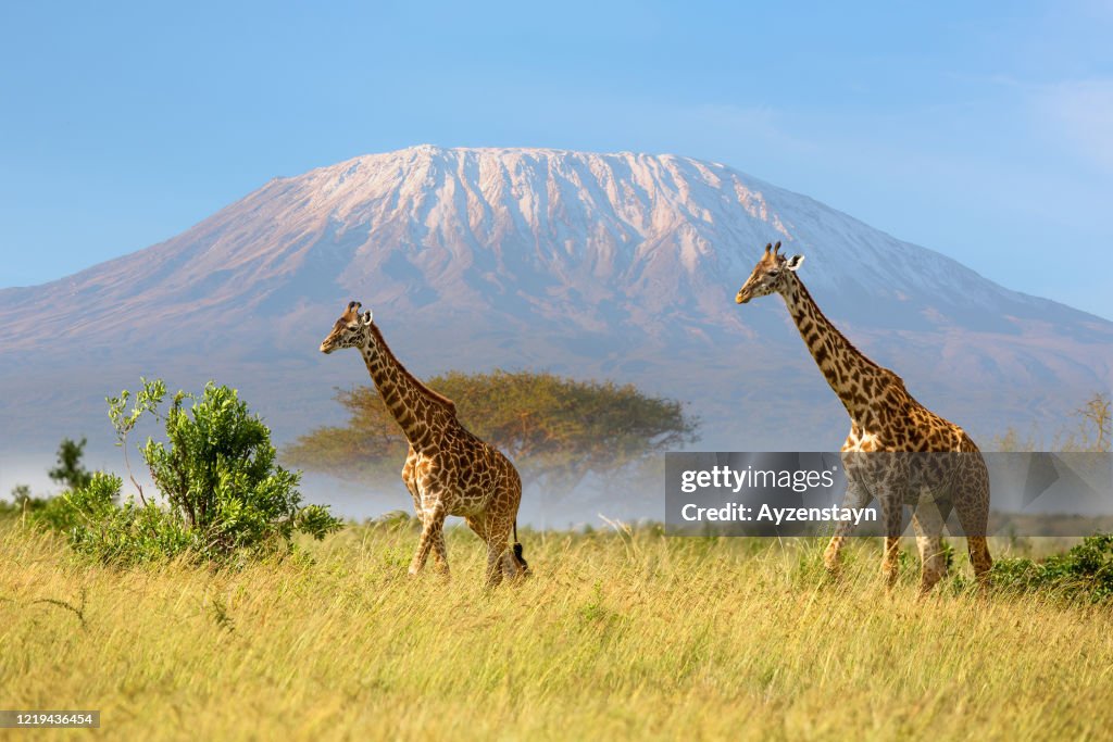 Giraffes, Fog, Kilimanjaro and Acacia Trees in the morning