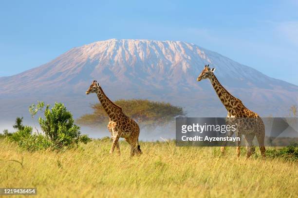 giraffes, fog, kilimanjaro and acacia trees in the morning - kilimanjaro bildbanksfoton och bilder