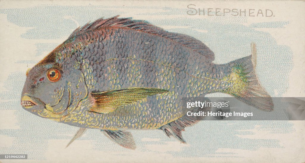 Sheepshead