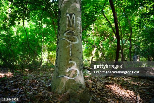 Tree with MS13 graffiti is pictured in the Langley Hampshire Neighborhood Park in Langley Park in a gang hangout area known as the cemetery.