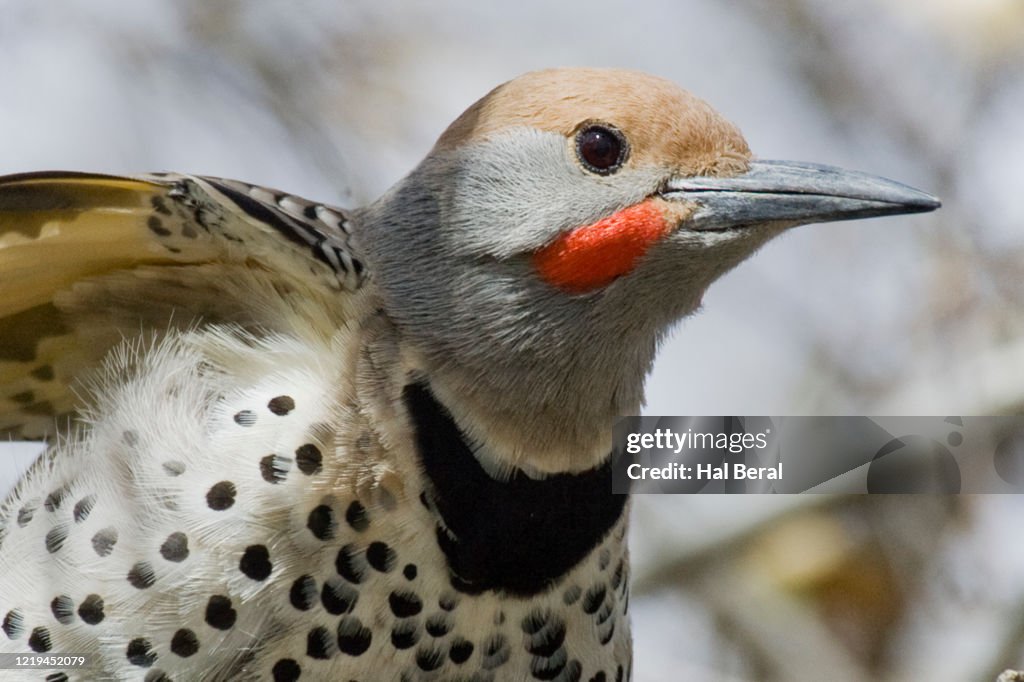 Gilded Flicker male close-up