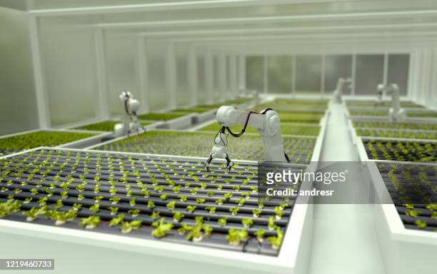 robot 3d che coltivano lattuga in una serra - agricoltura foto e immagini stock