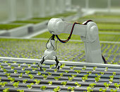 3D Robotic arm harvesting lettuce