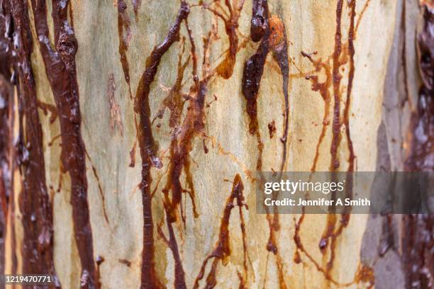 tree sap - latex stockfoto's en -beelden