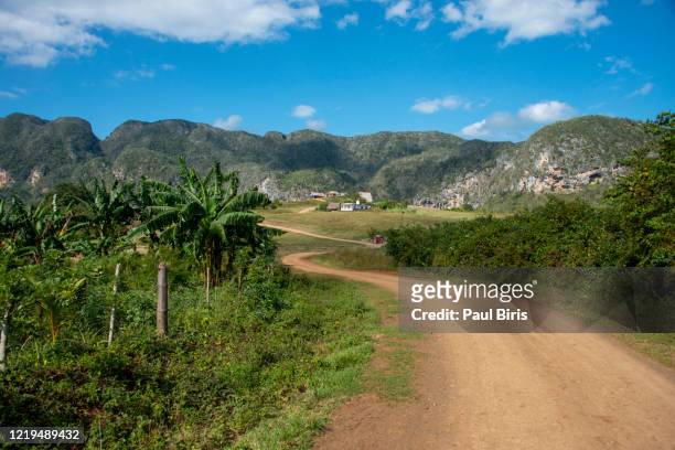 banana plantation, agriculture in vinales valley national park in cuba - viñales cuba fotografías e imágenes de stock
