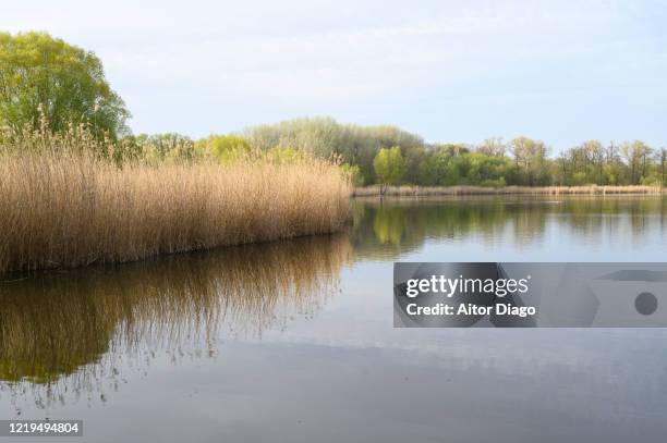 lake with reed in spring in a lake. berlin. germany. - margem do rio imagens e fotografias de stock