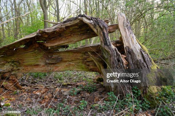 bent dead tree trunk with moss in spring close to a lake. berlin, germany. - broken tree stock pictures, royalty-free photos & images