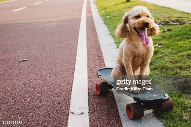 poodle dog sitting on a skateboard - animal sport stock-fotos und bilder