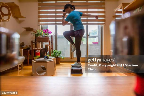 step aerobic at home - cat with red hat fotografías e imágenes de stock