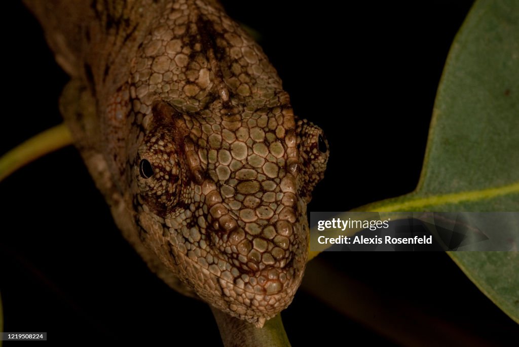 Portrait of warty chameleon