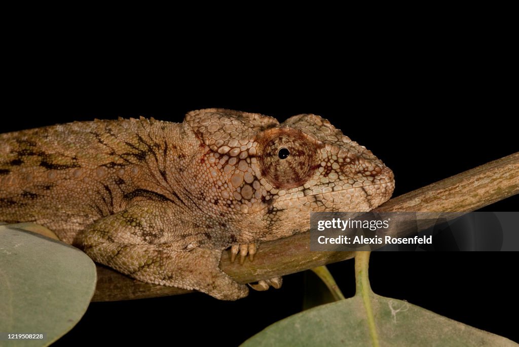 Close-up of warty chameleon