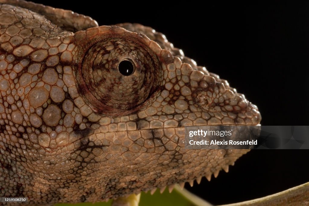 Close-up of warty chameleon