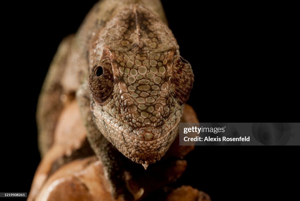 Portrait of warty chameleon