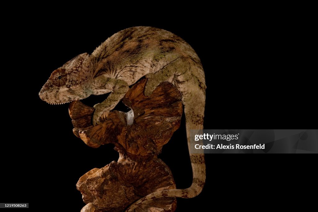 Warty chameleon