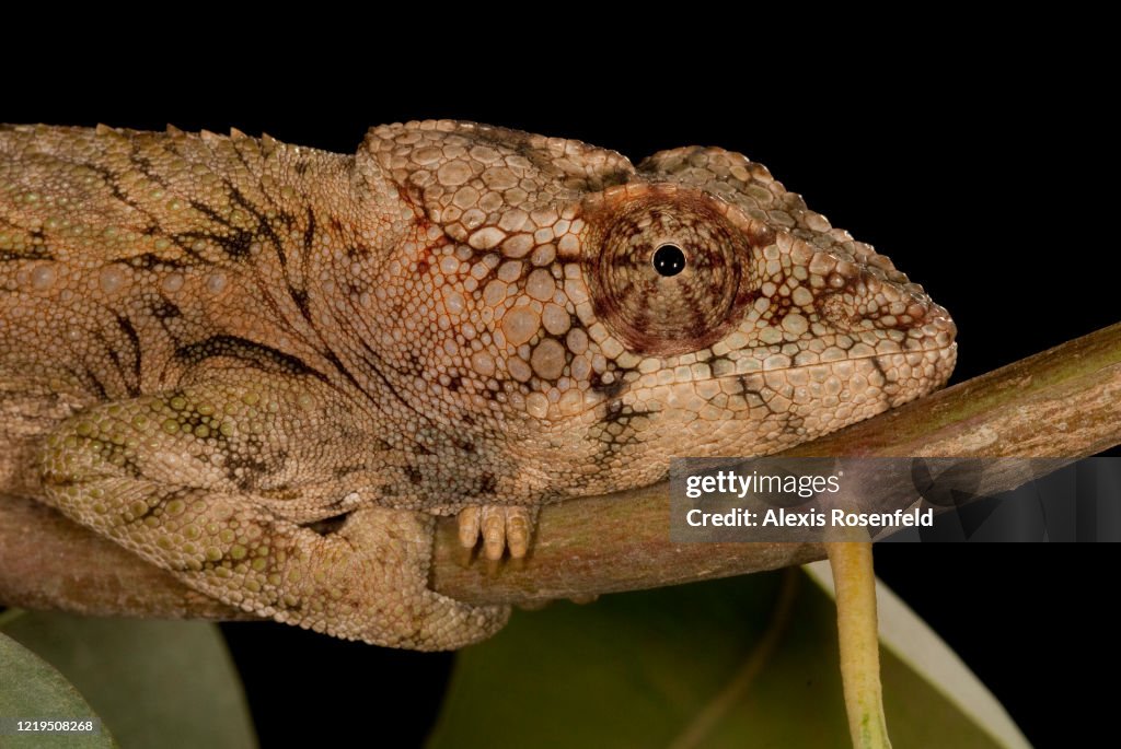 Close-up of warty chameleon