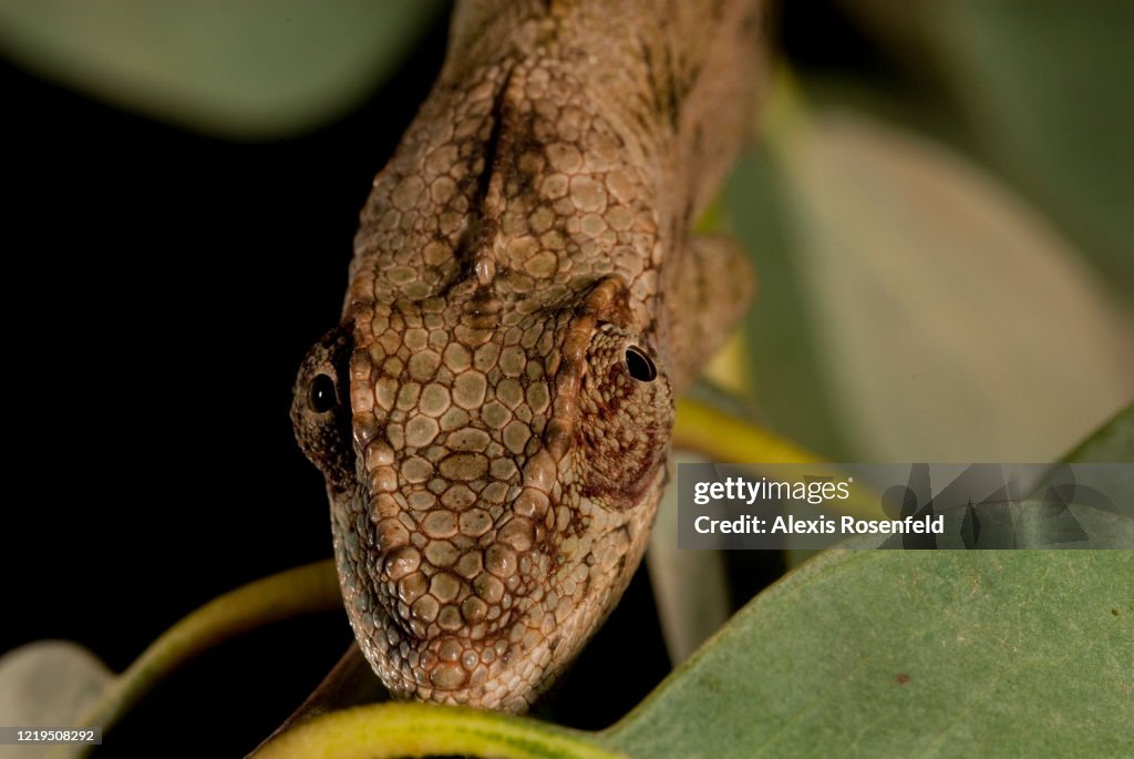 Portrait of warty chameleon