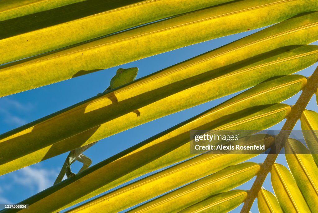 Silhouette of a Furcifer oustaleti