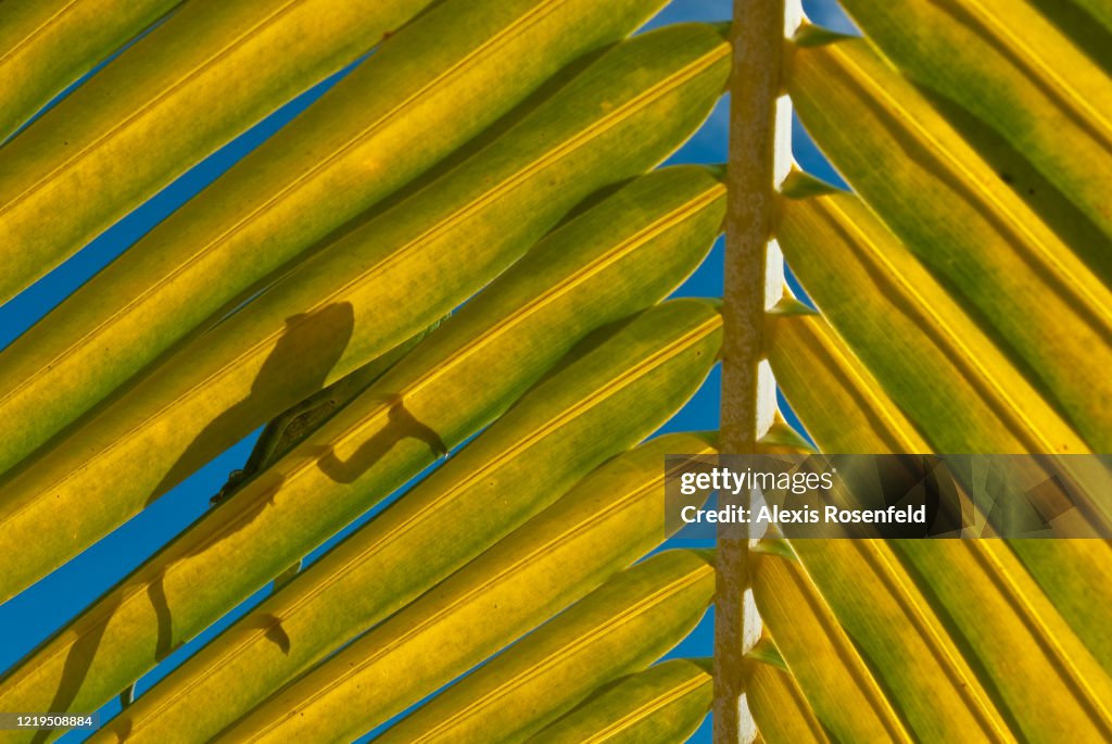 Silhouette of a Furcifer oustaleti