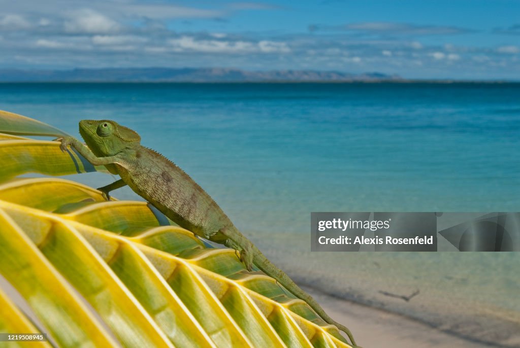 Furcifer oustaleti taking sun on a beach